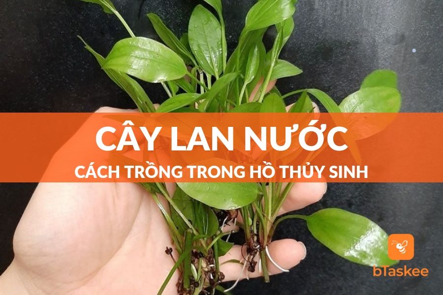 Cây Lan Nước Thủy Sinh: Tác Dụng - Cách Trồng Và Chăm Sóc Chuẩn Nhất