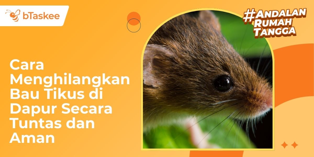 Cara Menghilangkan Bau Tikus di Dapur Secara Tuntas dan Aman