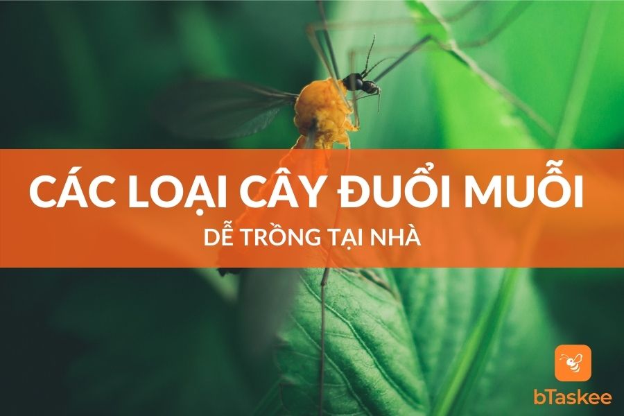 Các Loại Cây Đuổi Muỗi Dễ Trồng Tại Nhà