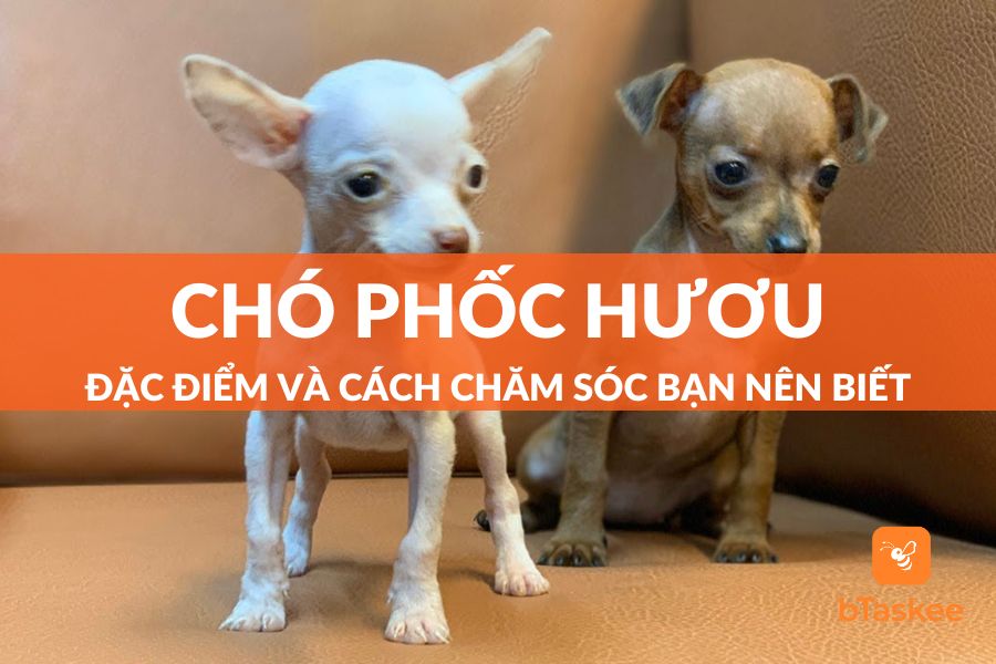 Chó Phốc Hươu: Đặc Điểm Và Cách Chăm Sóc Bạn Nên Biết