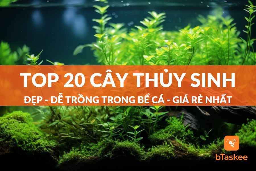 Top 20 Giống Cây Thủy Sinh Dễ Trồng Giá Rẻ Nhất Cho Bể Cá