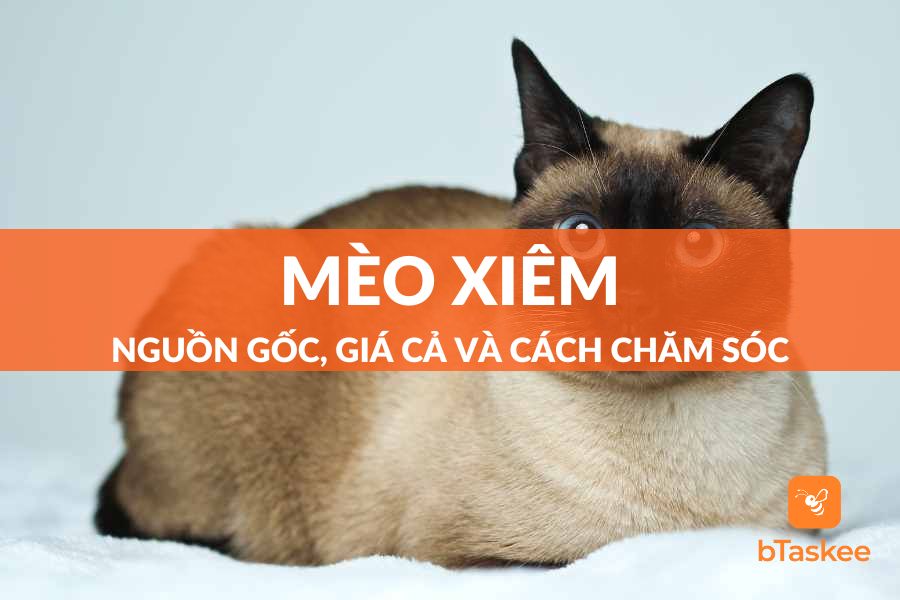 Mèo Xiêm: Nguồn Gốc, Giá Cả Và Hướng Dẫn Cách Chăm Sóc