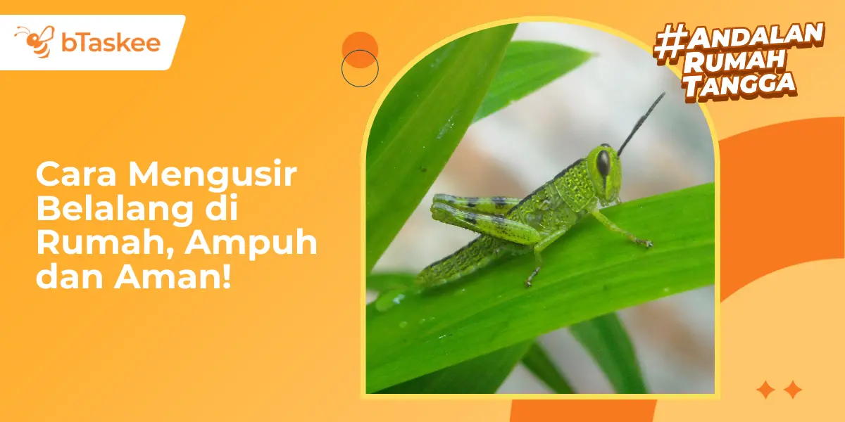 Cara Mengusir Belalang di Rumah yang Ampuh dan Aman!
