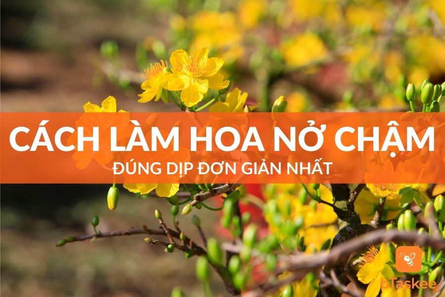 Cách Làm Hoa Nở Chậm Đúng Dịp Tết Đơn Giản Nhất