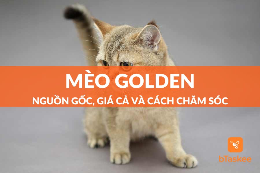 Mèo Golden: Nguồn Gốc, Giá Cả Và Cách Chăm Sóc
