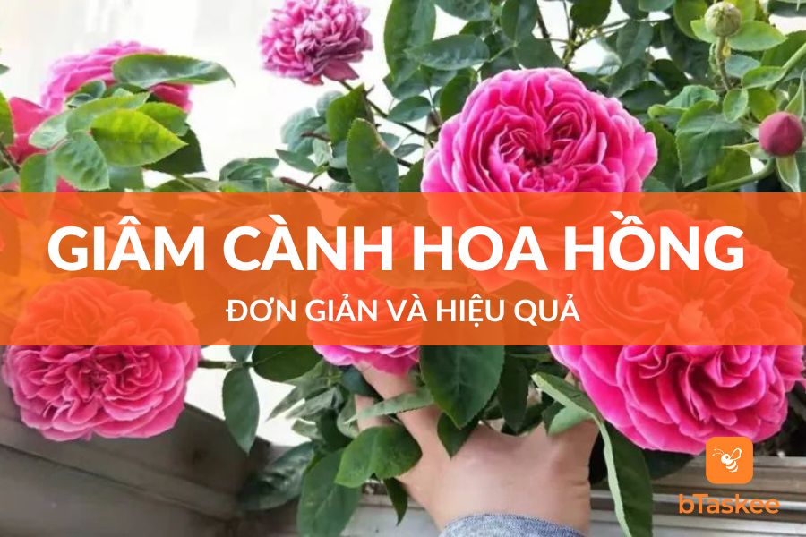 4 Cách Giâm Cành Hoa Hồng Đơn Giản Và Hiệu Quả