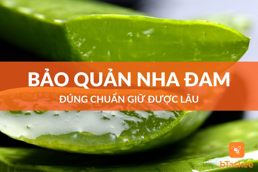 Cách Bảo Quản Nha Đam Đúng Chuẩn Giữ Được Lâu Nhất