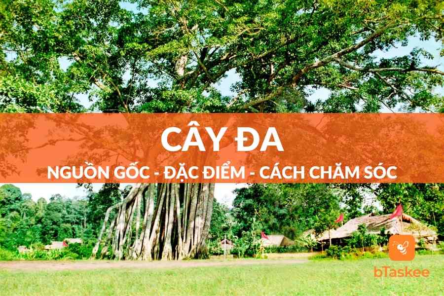 Cây Đa: Nguồn Gốc, Đặc Điểm, Ý Nghĩa, Cách Trồng Và Chăm Sóc