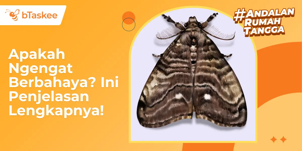 Apakah Ngengat Berbahaya? Ini Penjelasan Lengkapnya!