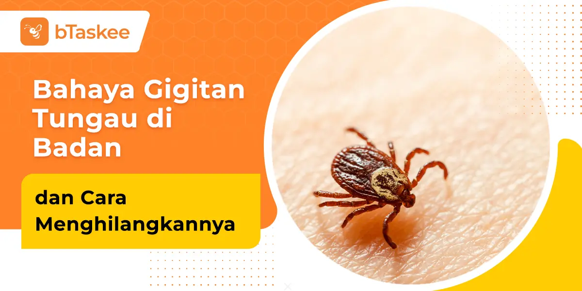 Bahaya Gigitan Tungau di Badan dan Cara Menghilangkannya