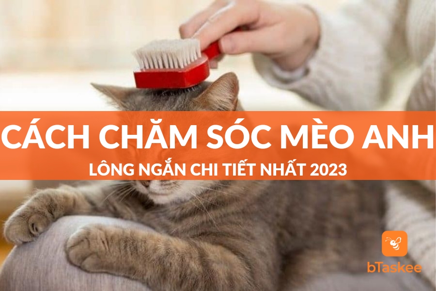 [Từ A-Z] Cách Chăm Sóc Mèo Anh Lông Ngắn Chi Tiết