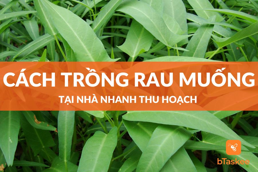 Cách Trồng Rau Muống Tại Nhà Nhanh Thu Hoạch