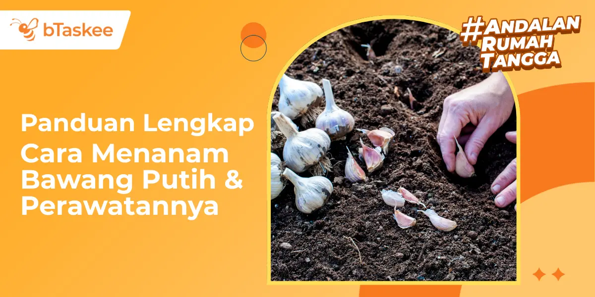 Cara Menanam Bawang Putih &amp; Perawatannya (Panduan Lengkap)