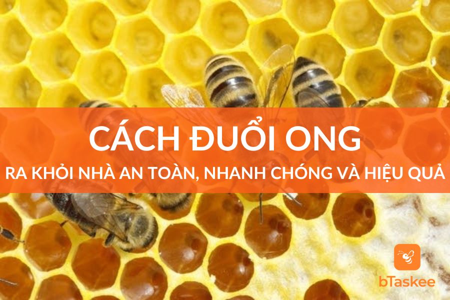 Cách Đuổi Ong Ra Khỏi Nhà An Toàn Và Nhanh Chóng