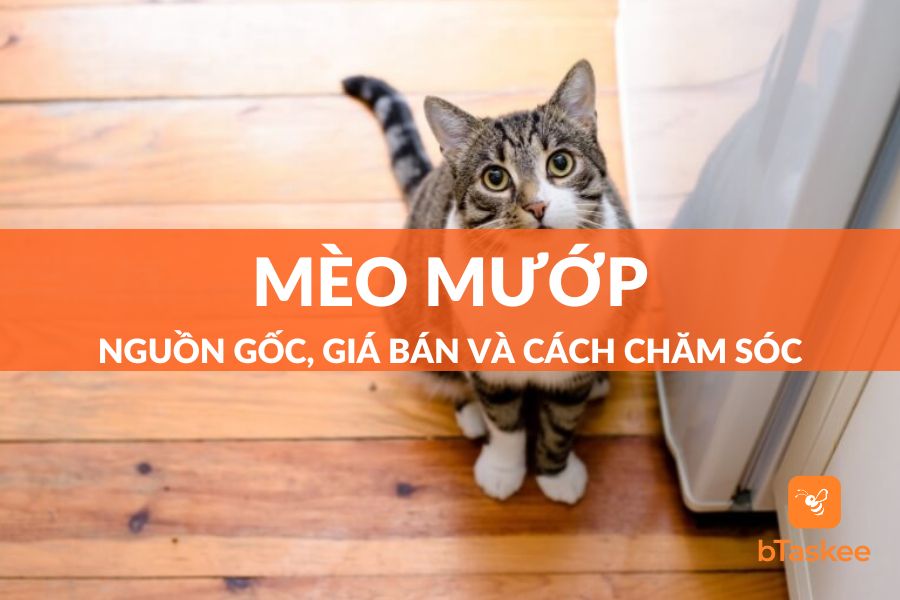 Mèo Mướp: Nguồn Gốc, Giá Bán Và Hướng Dẫn Cách Chăm Sóc