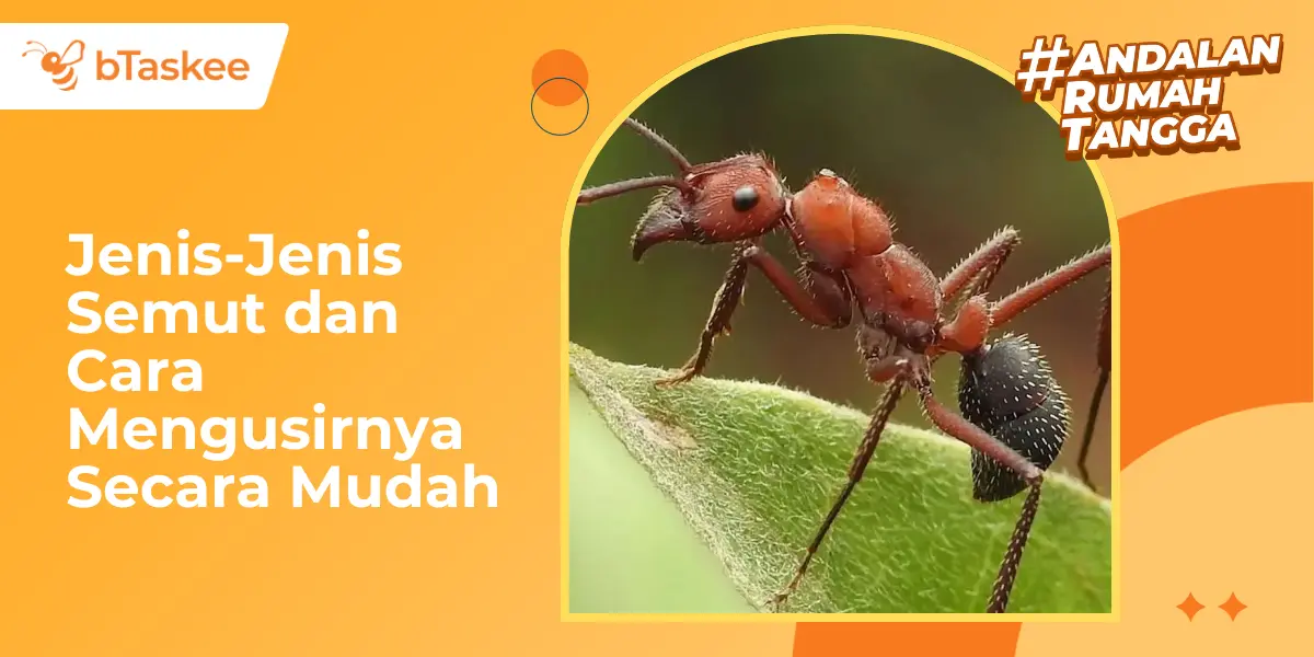 Jenis-Jenis Semut dan Cara Mengusirnya Secara Mudah