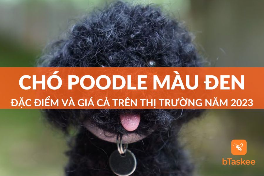 Chó Poodle Đen: Đặc Điểm Và Giá Cả Trên Thị Trường 2023