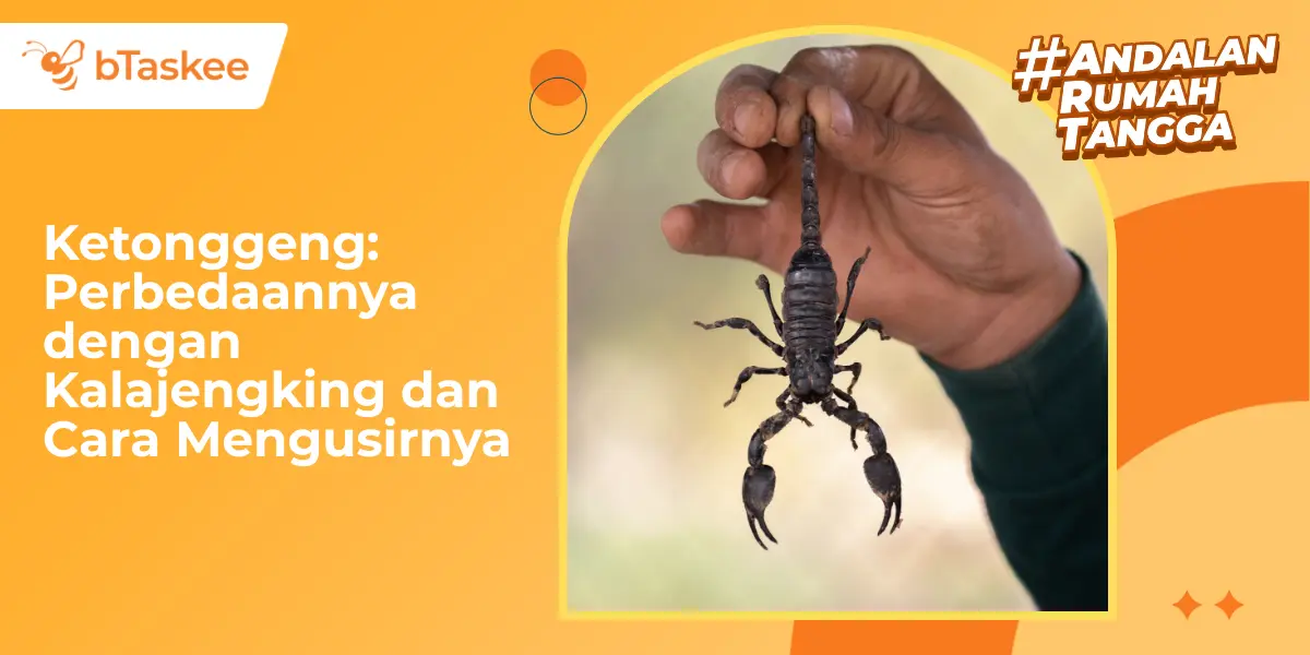 Ketonggeng: Perbedaannya dengan Kalajengking dan Cara Mengusirnya