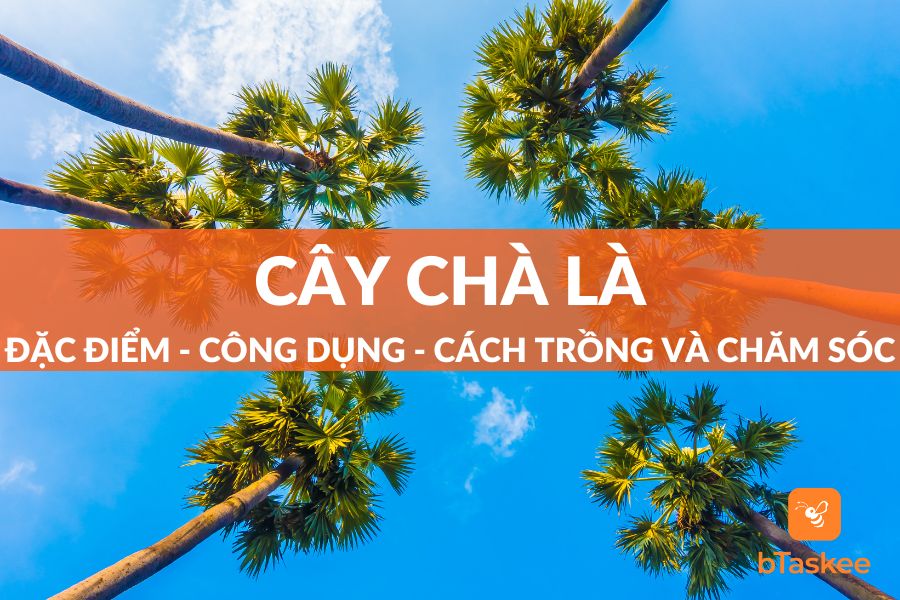 Cây Chà Là: Đặc Điểm - Công Dụng - Cách Trồng Và Chăm Sóc