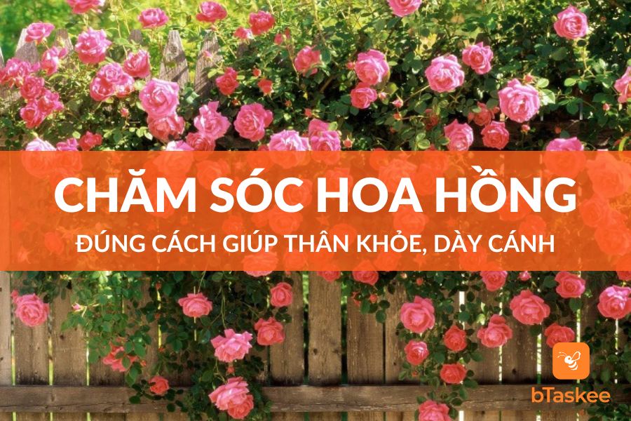 Cách Chăm Sóc Hoa Hồng Đúng Cách Giúp Cây Khỏe, Lá Dày