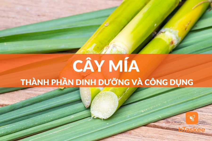 Cây Mía: Thành Phần Dinh Dưỡng Và Công Dụng Cần Biết