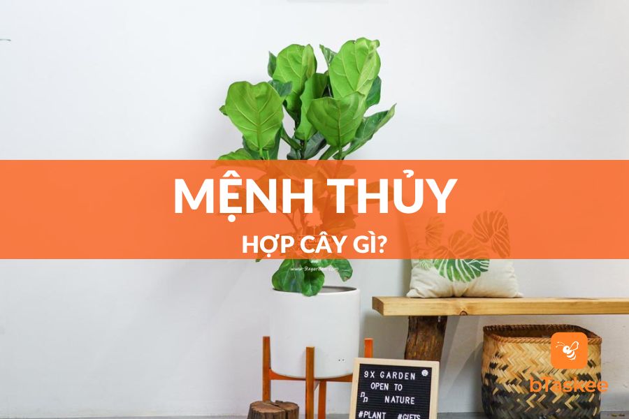 Mệnh Thủy Hợp Cây Gì Để Bàn Làm Việc Hút Nhiều Tài Lộc?